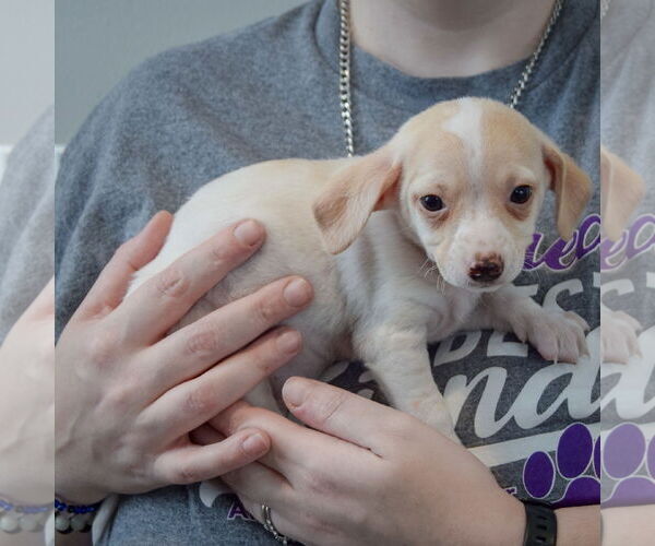 Medium Photo #2 Chiweenie Puppy For Sale in Huntley, IL, USA
