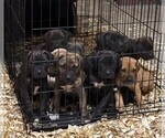 Small #1 Cane Corso