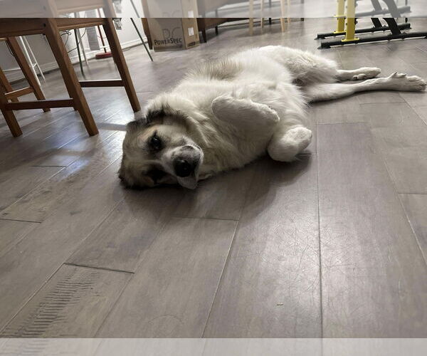 Medium Photo #3 Anatolian Pyrenees Puppy For Sale in Houston, TX, USA
