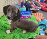 Image preview for Ad Listing. Nickname: ZELDA