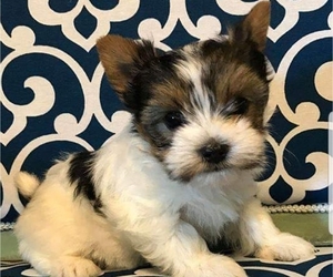 Yorkshire Terrier Puppy for sale in SARASOTA, FL, USA