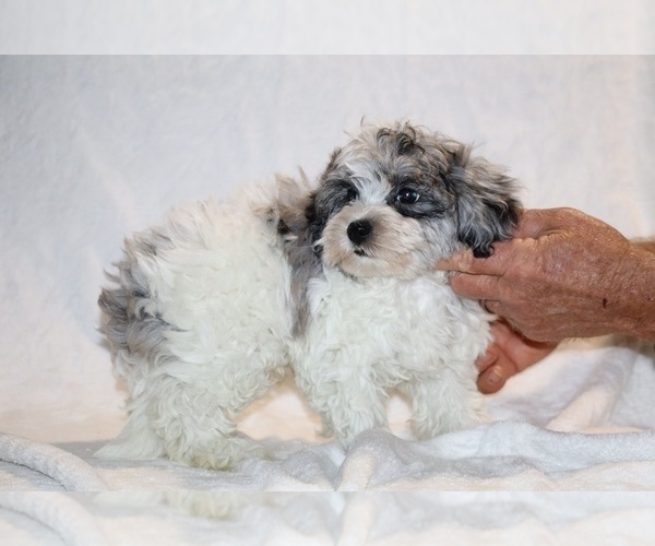 Medium Photo #3 ShihPoo Puppy For Sale in DYERSBURG, TN, USA