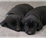 Small #28 Labrador Retriever