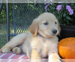 Puppy 2 Golden Retriever