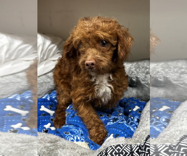 Medium Photo #4 Maltese Puppy For Sale in Pacolet, SC, USA