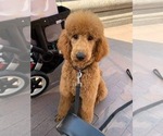 Small Photo #1 Poodle (Standard) Puppy For Sale in GLENDALE, AZ, USA