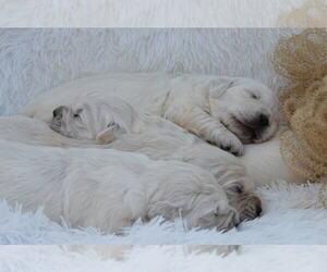 English Cream Golden Retriever Dogs for adoption in AUBURN, KY, USA