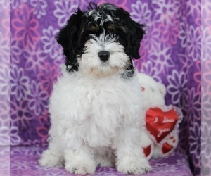 Cavapoo-Poodle (Standard) Mix Puppy for sale in FREDERICKSBURG, OH, USA