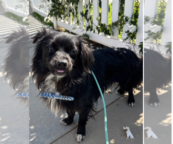Medium Photo #3 Colonial Cocker Spaniel-Papillon Mix Puppy For Sale in Newport Beach, CA, USA
