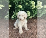 Puppy Puppy 2 Labradoodle