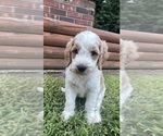 Small #3 Goldendoodle