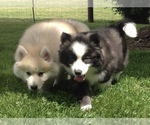 Small Photo #35 Pomsky Puppy For Sale in BAXTER, TN, USA