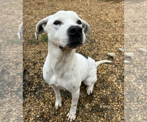 Marley - Male American Bulldog-Pointer Mix Dog for Adoption - Photo #4