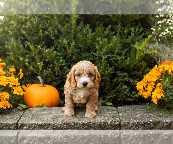 Medium Photo #15 Cocker Spaniel-Poodle (Miniature) Mix Puppy For Sale in NAPPANEE, IN, USA