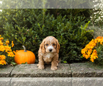 Small #14 Cocker Spaniel-Poodle (Miniature) Mix