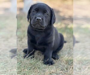Labrador Retriever Puppy for sale in STANLEY, VA, USA
