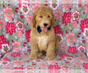 Goldendoodle Puppy for sale in LANCASTER, PA, USA