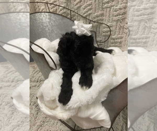 Medium Photo #5 Aussiedoodle Puppy For Sale in PASCAGOULA, MS, USA