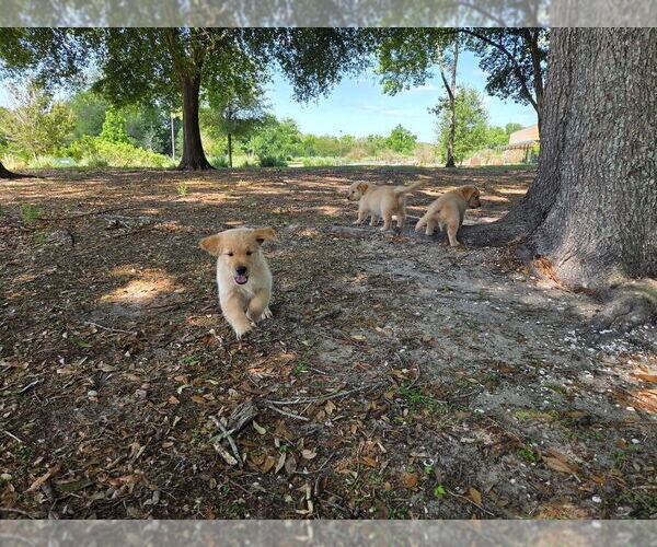 Medium Photo #5 Golden Retriever Puppy For Sale in PLANT CITY, FL, USA