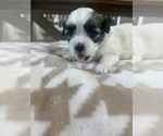 Small #1 Mal-Shi