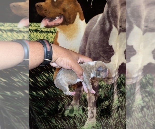 Medium Photo #12 American Pit Bull Terrier Puppy For Sale in TRENTON, NJ, USA