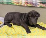 Small Chinese Shar-Pei Mix