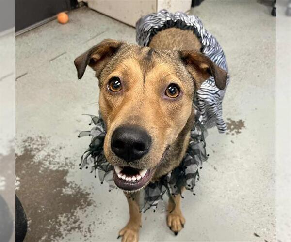 Medium Photo #2 Greyhound-Labrador Retriever Mix Puppy For Sale in Stockton, CA, USA