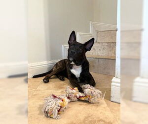 Holland Shepherd-Unknown Mix Dogs for adoption in Miami, FL, USA