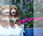 Puppy Hot Pink Collar Goldendoodle