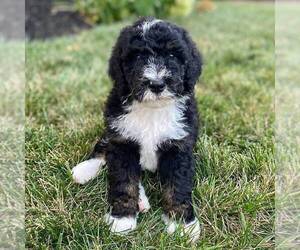 Bernedoodle Puppy for sale in CONESTOGA, PA, USA