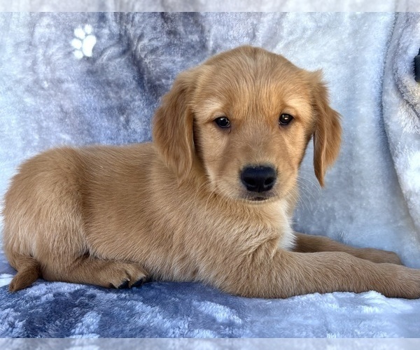Medium Photo #1 Golden Retriever Puppy For Sale in INDIANAPOLIS, IN, USA