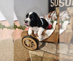 English Cocker Spaniel-English Springer Spaniel Mix Puppy for sale in BAYLISS, CA, USA