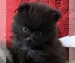 Small Photo #3 Pomeranian Puppy For Sale in EDGEWATER, FL, USA