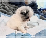 Small #1 Pomeranian