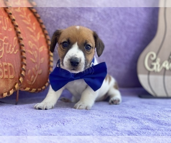 Full screen Photo #4 Jack Russell Terrier Puppy For Sale in LANCASTER, PA, USA