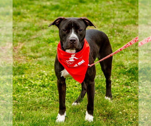 Medium Photo #16 Mutt Puppy For Sale in Canton, CT, USA