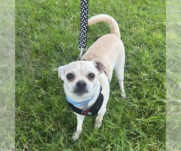 Medium Photo #22 Chihuahua-Unknown Mix Puppy For Sale in San Diego, CA, USA