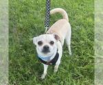 Small #21 Chihuahua Mix