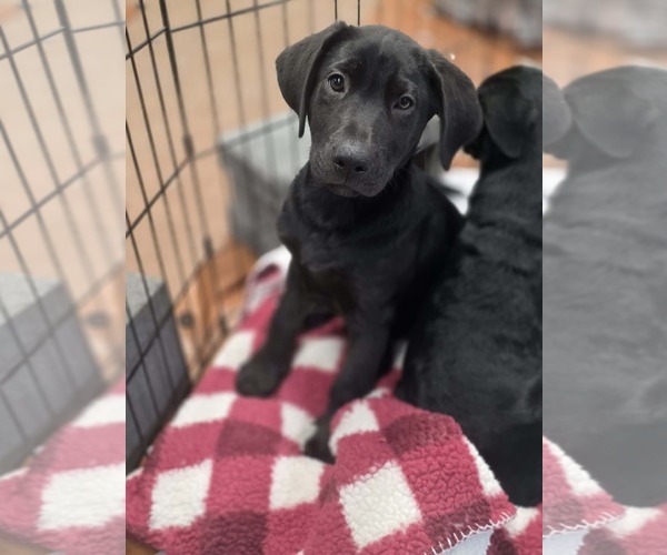 Medium Photo #1 Labrador Retriever-Unknown Mix Puppy For Sale in SHERBURNE, NY, USA