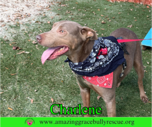 Charlene (Char) - Female Labrador Retriever-Unknown Mix Dog for Adoption - Photo #10