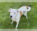 Small #6 Labrador Retriever Mix