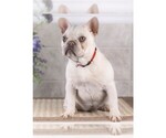 Small Photo #4 French Bulldog Puppy For Sale in HONEY BROOK, PA, USA