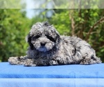 Small #1 Poodle (Toy)