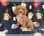 Small #8 Cavapoo (Standard)