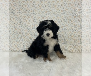 Miniature Bernedoodle Puppy for sale in FREDERICKSBURG, OH, USA