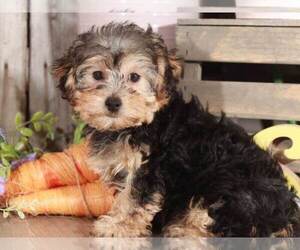 YorkiePoo Puppy for sale in MOUNT VERNON, OH, USA