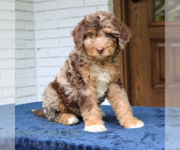 Medium Photo #4 Bernedoodle (Miniature) Puppy For Sale in NARVON, PA, USA