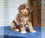 Small #3 Bernedoodle (Miniature)