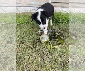 Border Collie Litter for sale in HILMAR, CA, USA