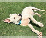 Small #2 Italian Greyhuahua